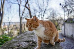 stray cat of istanbul street portrait photo