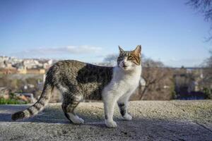 extraviado gato de Estanbul calle retrato foto