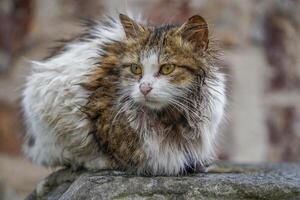 stray cat of istanbul street portrait photo