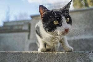 stray cat of istanbul street portrait photo