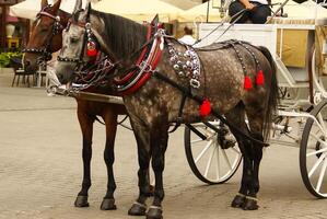 Krakow, Poland, Horse drawn carriages with guides in front of the St. Mary's Basilica photo