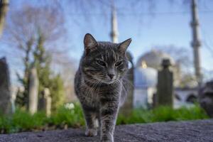 stray cat of istanbul street portrait photo