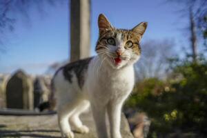 stray cat of istanbul street portrait photo