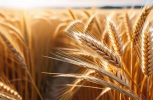 AI generated Vaisakhi, Sikh New Year, Shavuot jewish, bouquet of wheat, rye and cereals, ears of wheat, wheat field to the horizon, sunny day, blue sky photo