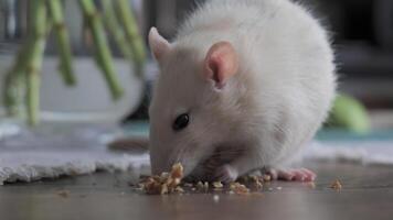 Close-up of Cute domestic white rat eats nuts. 4K video
