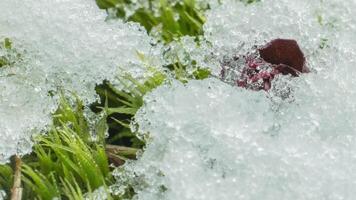 macro time-lapse schot van glimmend deeltjes van smelten sneeuw en Open groen spruiten en boom knop. verandering van seizoen van winter naar voorjaar in de Woud. video