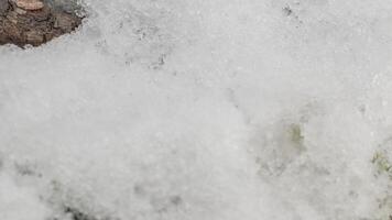 Macro time-lapse shot of shiny particles of melting snow and open green grass and branch. Change of season from winter to spring in the forest. video