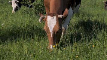 das Kuh ist Weiden lassen im das Weide. Kopf von ein Kuh Nahansicht. video