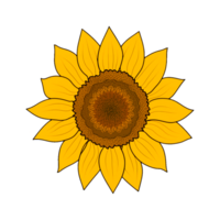 AI generated blooming yellow sunflowers full of sunflower seeds inside for decorating welcome cards Png