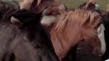 islandese cavallo nel il campo di panoramico natura paesaggio di Islanda. il islandese cavallo è un' razza di cavallo localmente sviluppato nel Islanda. 4k video