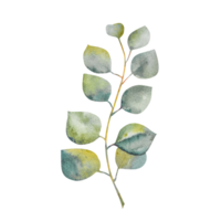 vattenfärg eukalyptus kvistar och blad.hand dragen eukalyptus kvistar.för design och dekoration. png