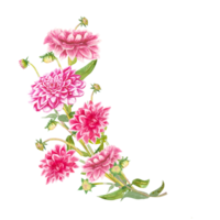 Pink dahlia flower hand drawn in watercolor. Dahlia flowers with green leaves and stems. For postcard design png