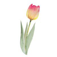 Tulip with leaves.Watercolor spring floral illustration,hand drawing.Easter, valentine, wedding invitation. png