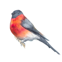 Watercolor painted bullfinch bird on a branch.Hand drawn image of a bright red bird. png