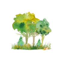 mano disegnato acquerello frammento di un' foresta, deciduo e conifero alberi. estate, primavera natura, vacanza sfondo, deciduo alberi, paesaggio. paesaggio per design png