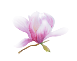 vattenfärg illustration med blomning rosa blommor och magnolia grenar. hand dragen magnolia.vår eller sommar blommor för inbjudningar, bröllop eller hälsning kort för Mars 8, dam dag, mammas dag png