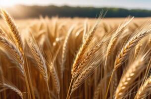 ai generado vaisakhi, sij nuevo año, shavuot judío, ramo de flores de trigo, orejas de trigo, centeno campo, puesta de sol ligero foto