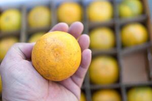 Man chooses fresh oranges from brown paper box photo