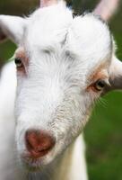 White young goat portrait close up photo