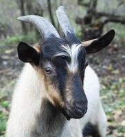 Goat. Portrait of a goat on a farm in the village photo