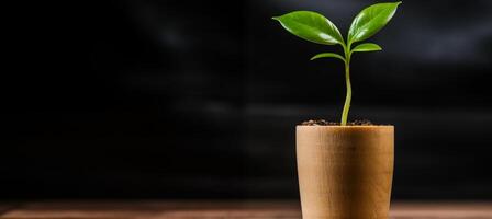 AI generated Young green plant in a pot on a wooden table, black background. photo