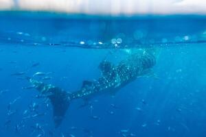 Whale shark under the sea at Oslob, Cebu, Philippines photo