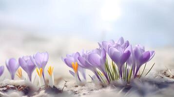 AI generated Purple crocuses on a simple light background, copy space. photo