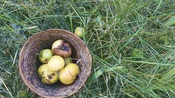 Decaying wrinkled apples in an old clay bowl photo