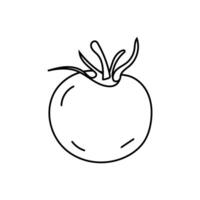 Doodle illustration of tomato in black and white, black line, isolated on white. Vegetable. vector