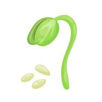 Sprout, sprouted seed, botanical vector illustration in cartoon style. Seeds of fruit plants, first stage of grain germination, green, environment.