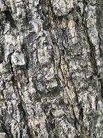 Close up photography of a tree bark photo