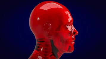 el humano y cráneo para educación o ciencia concepto 3d representación. foto