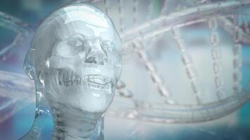 The human and skull for education or sci concept 3d rendering. photo