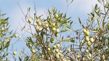 The branches of olive in Calabria region photo