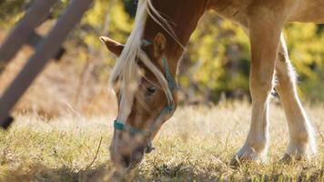 Wild brown horse chewing pasture under a olive tree in Puglia photo