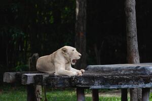 blanco hembra león descanso en un zoo en chiang Mai, tailandia foto