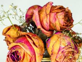 Withered flowers. Beautiful pink flowers photo