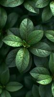 AI generated Close-up of dew-covered green leaves in natural light photo