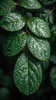 AI generated Green Leaves With Water Drops photo