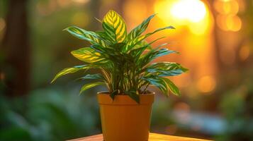 AI generated Vibrant green potted plant on wooden surface at sunset photo