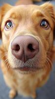 AI generated Close-Up of Dogs Nose photo