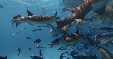 verpleegster haaien in tropisch zee. school- van vis en haaien in blauw oceaan, Maldiven video