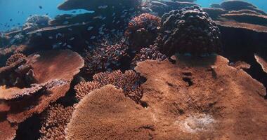 Riff unter Wasser. Fische schwimmen auf das Koralle Riff im das Malediven. video