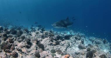 Tiger Shark swims on reef in blue transparent ocean. Diving with Tiger sharks in Maldives video