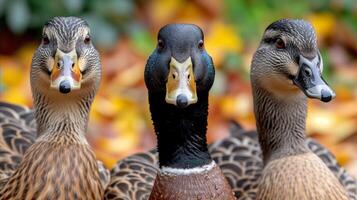 AI generated Group of Three Ducks Standing Together photo