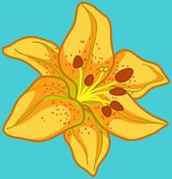 Yellow Citronella Lily Flower Vector Illustration