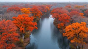 AI generated Aerial view of vibrant autumn trees lining a serene river photo