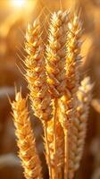 AI generated Close-up of Bunch of Wheat photo