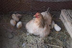 Chicken mother with chickens photo