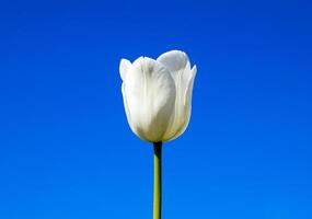 Better tulip flowers against the blue sky. A flower bed with tulips photo